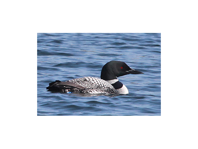 Loon on Squam Lake.