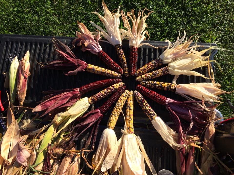 We grown our own fall ornamental crops  
