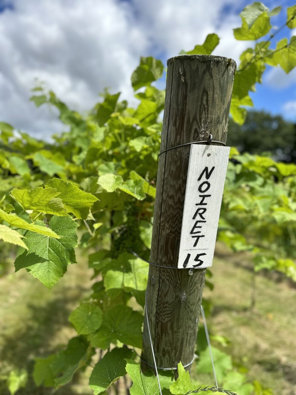 A vine leaf is a “solar panel” that captures energy from the sun to feed the vine and grapes.