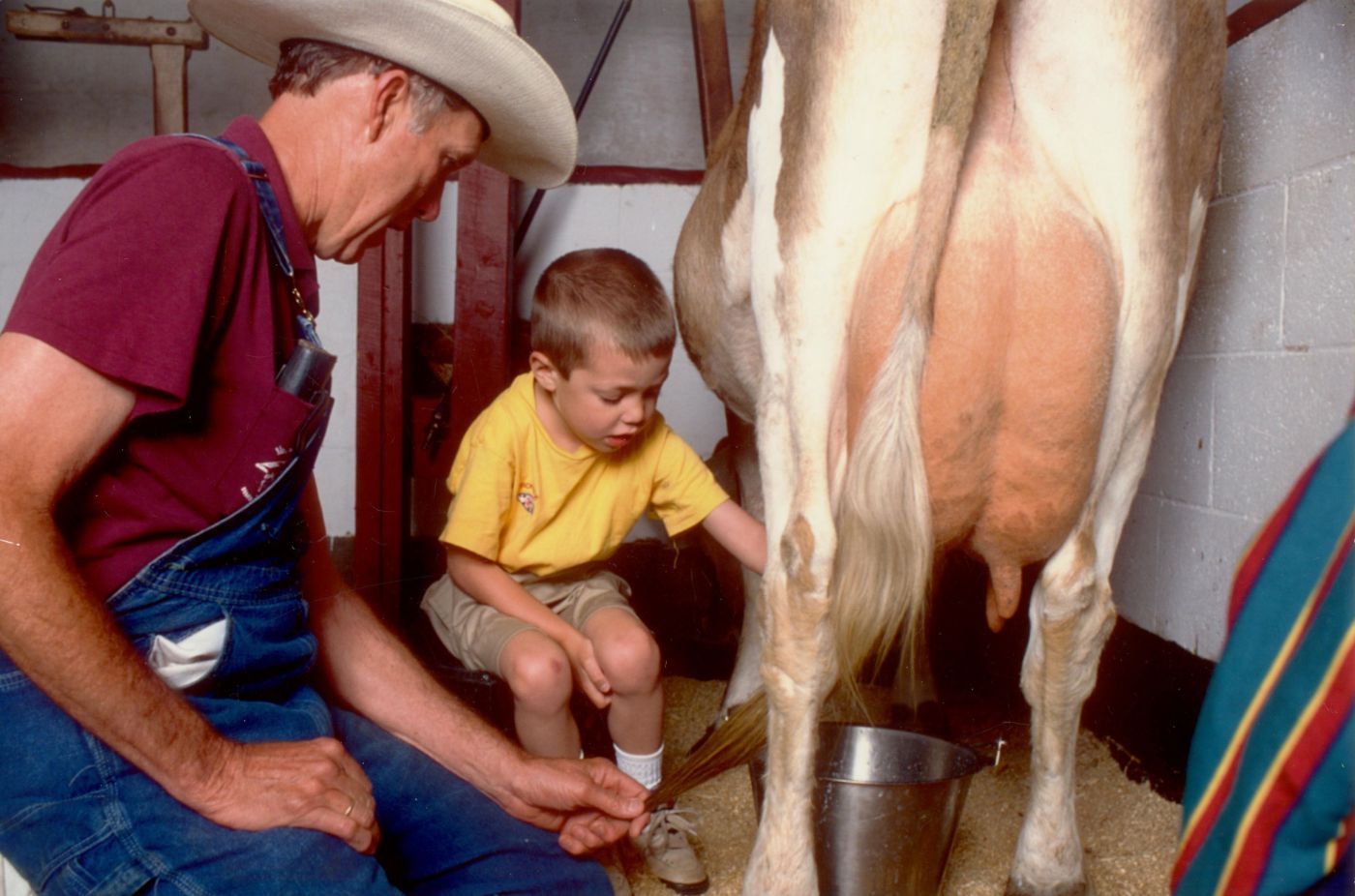 Cow milking with Farmer Dave 
