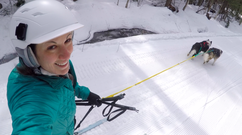 Skijoring lessons available for dog and their humans!