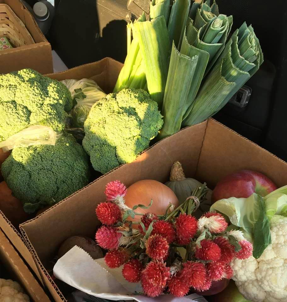 Try one of CSA shares! Two share sizes available. 