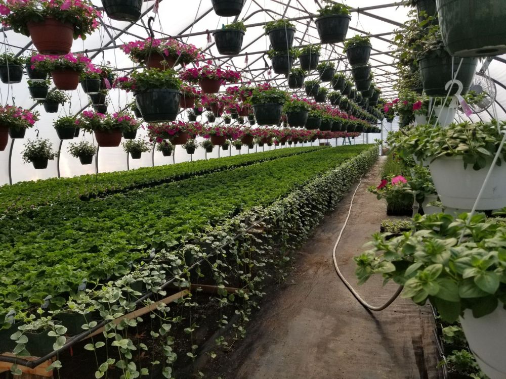 Greenhouses
