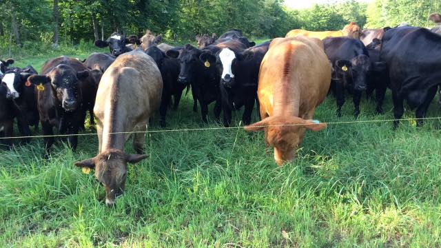 Beef Herd grazing in farm paddock 