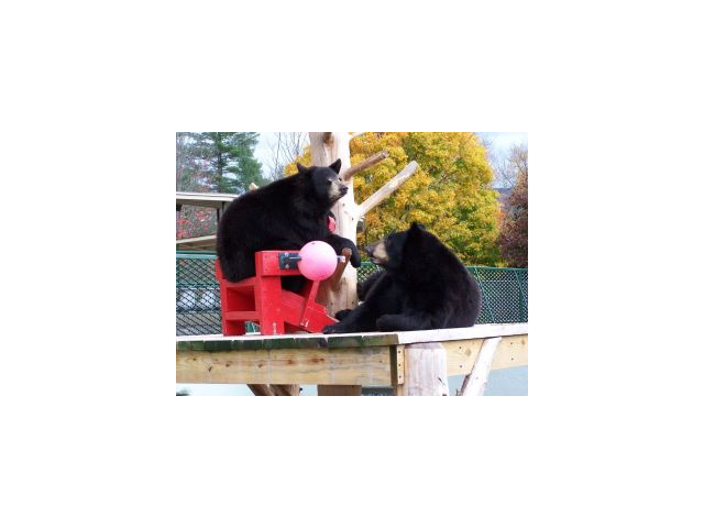 Tula and Mishka can BEARLY wait to see you!