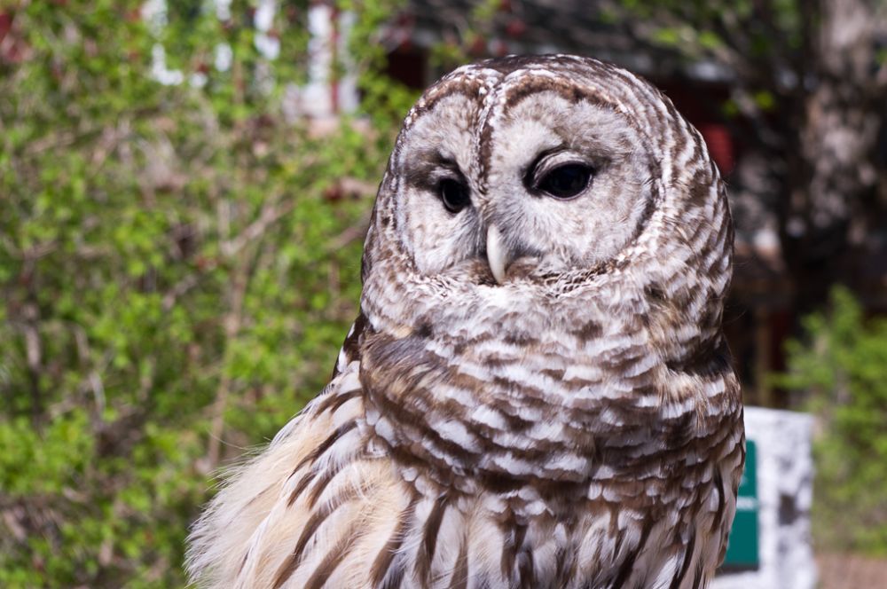Visit the raptor mews at McLane Center and see raptors like our Barred Owl. Photo by Mark Karl.