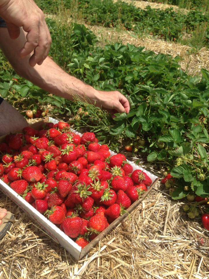 PYO Strawberries