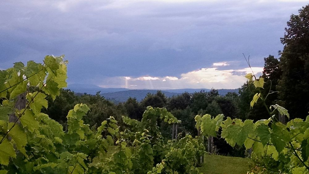 Enjoy a taste of New England's viticulture at The Summit Winery in Westmoreland, NH.