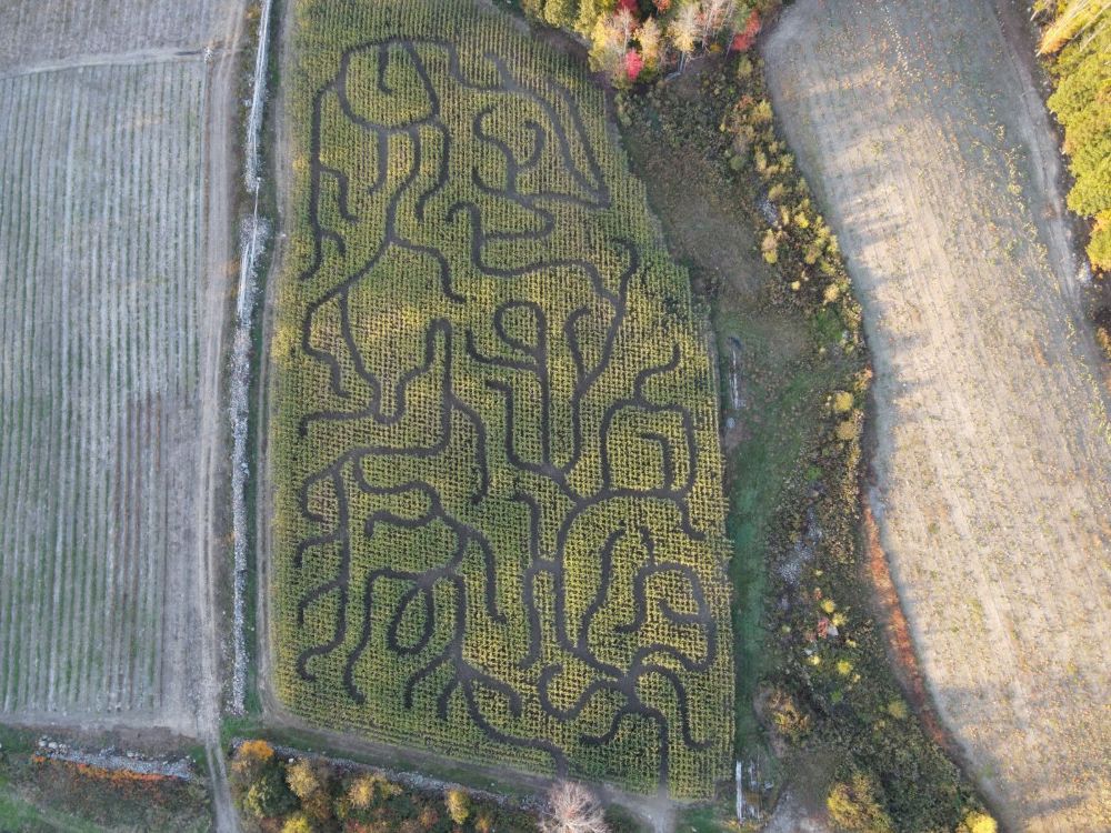 Awarding winning Corn Maze