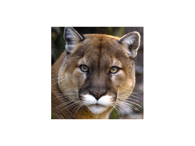 Mountain lion at Squam Lakes Natural Science Center.
