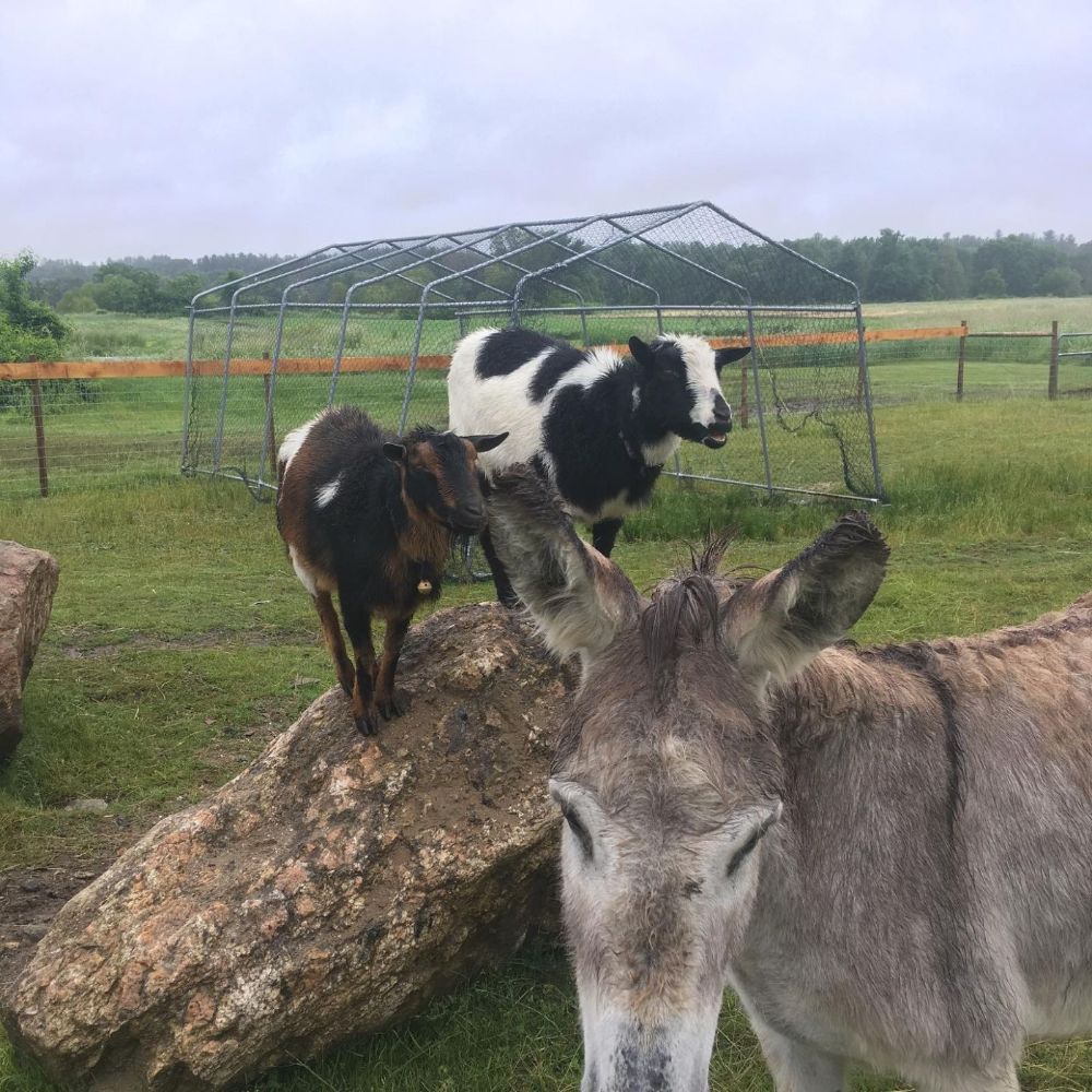 Bring the family to meet our barnyard animals. Make sure to say hello to Miss Daisy the donkey!