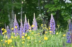 Lupines
