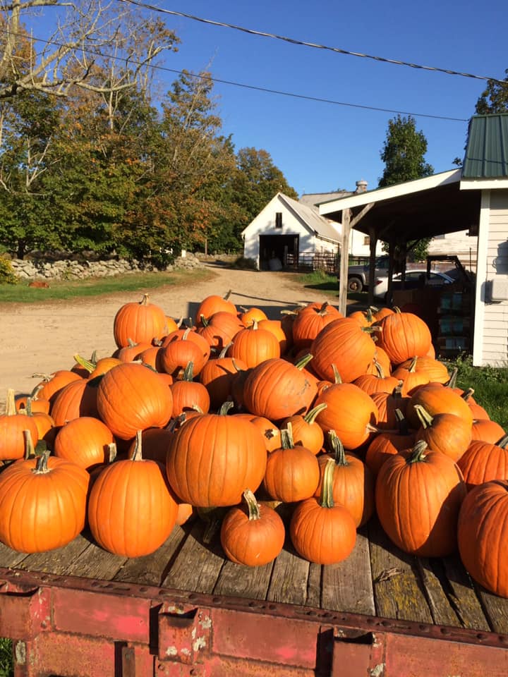 Pumpkins in the fall 