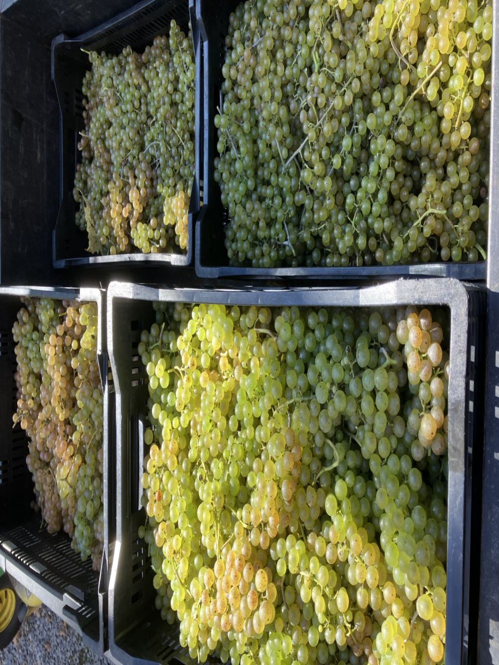 Freshly harvested Aromella grapes ready to be crushed and allowed to ferment using wild yeast from the vines to bring more complexity and terroir expression to the wine.