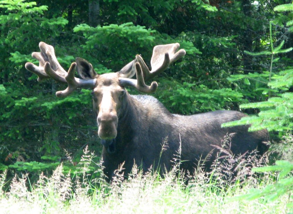 Moose sightings