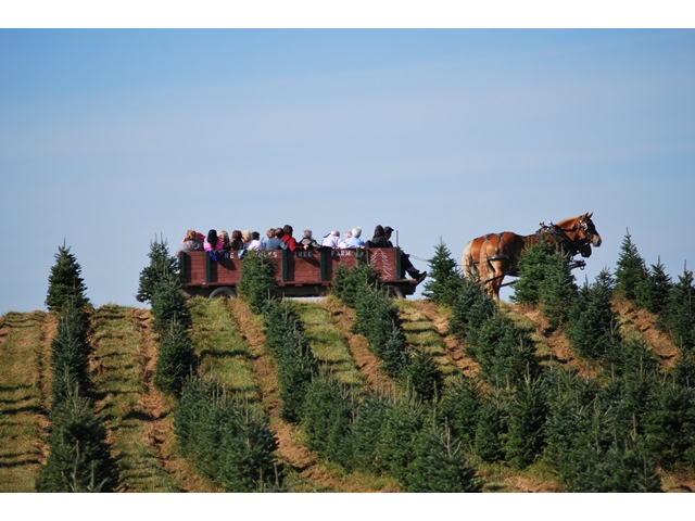 Horse drawn rides are a great way for a group to see the property.
