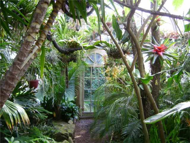 The Tropical House