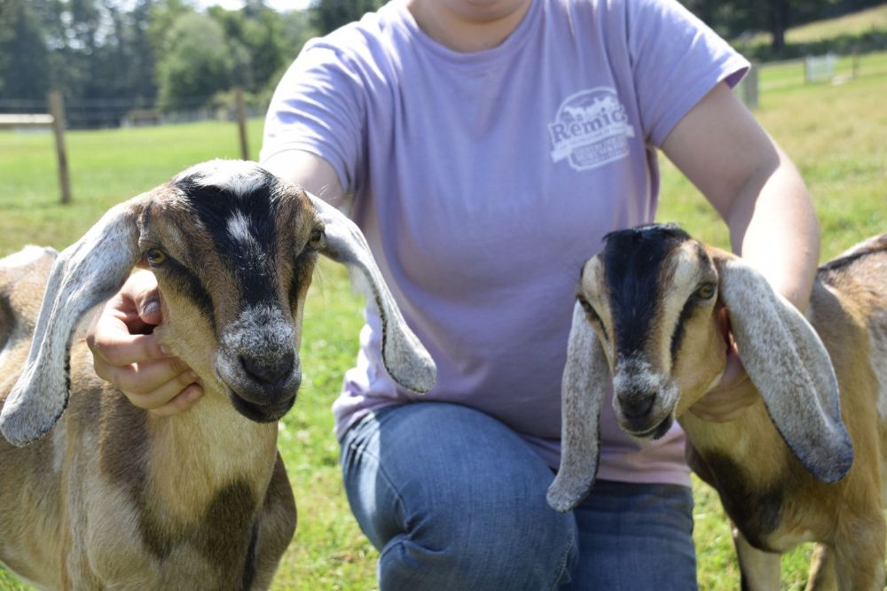 Animal meet and greets