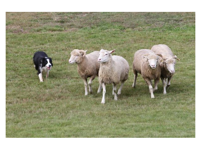 Everyone loves the sheep dog trials!