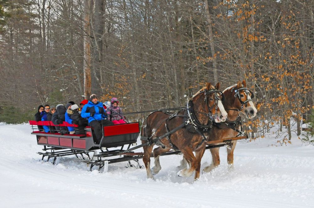 Horse-drawn Sleigh Rides
