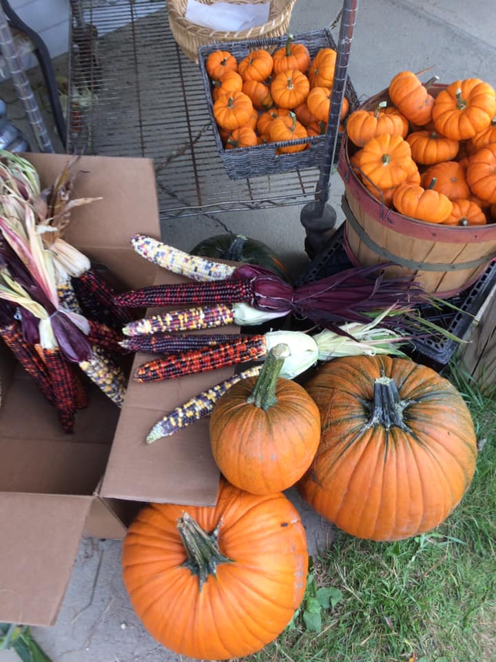 Pumpkins in the fall 
