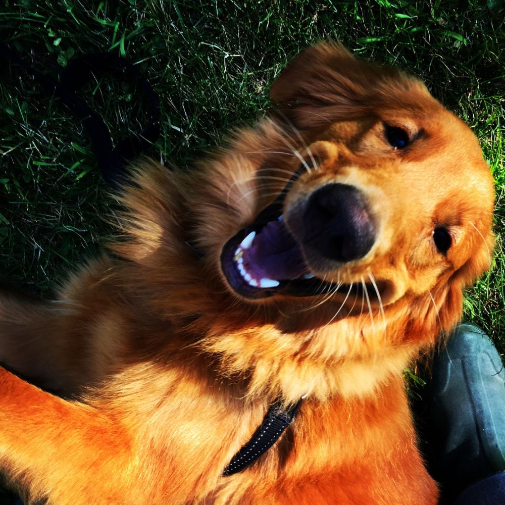Moose, one of our Brand Ambassadors here at Top of the Ridge Farm Bed & Breakfast