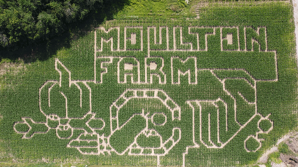 Moulton-Farm-2025-corn-maze.gif