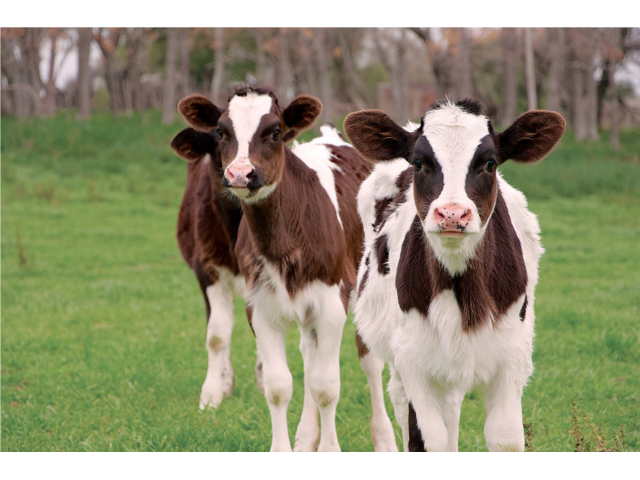 Cows grazing the fields at the Village.