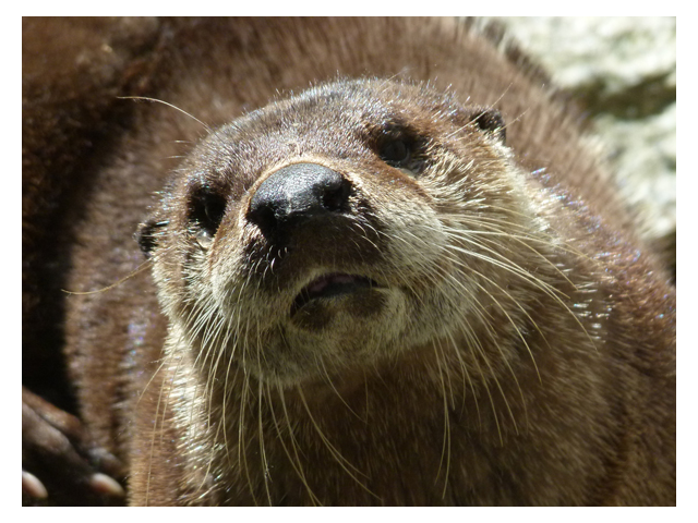 River Otter
