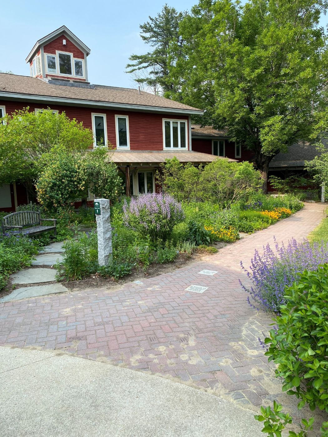 Pollinator gardens in the McLane Center courtyard, by Dyanna Smith.