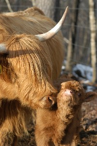 Mandico Cattle - Highlands