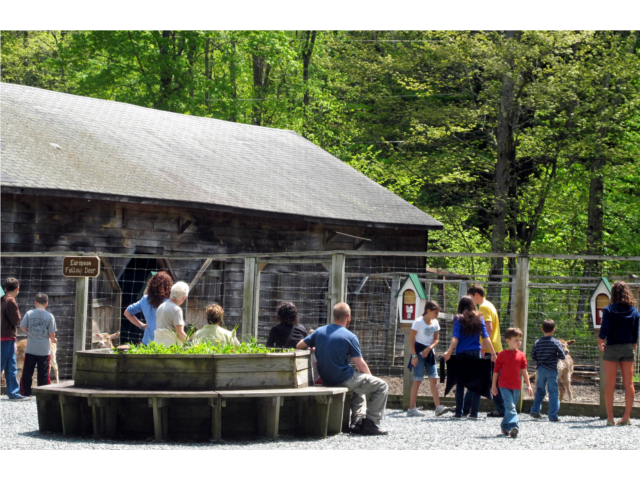Feed the friendly fallow deer.