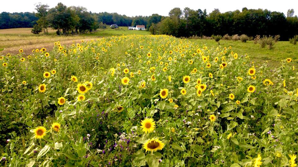 A strip of land planted to a special pollinator mix to support the farm's honey bee hives and other native pollinators 