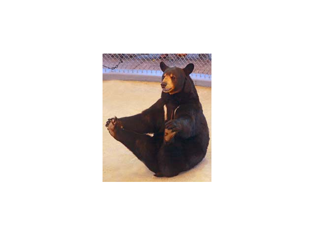 Pemi loves to perform for you!