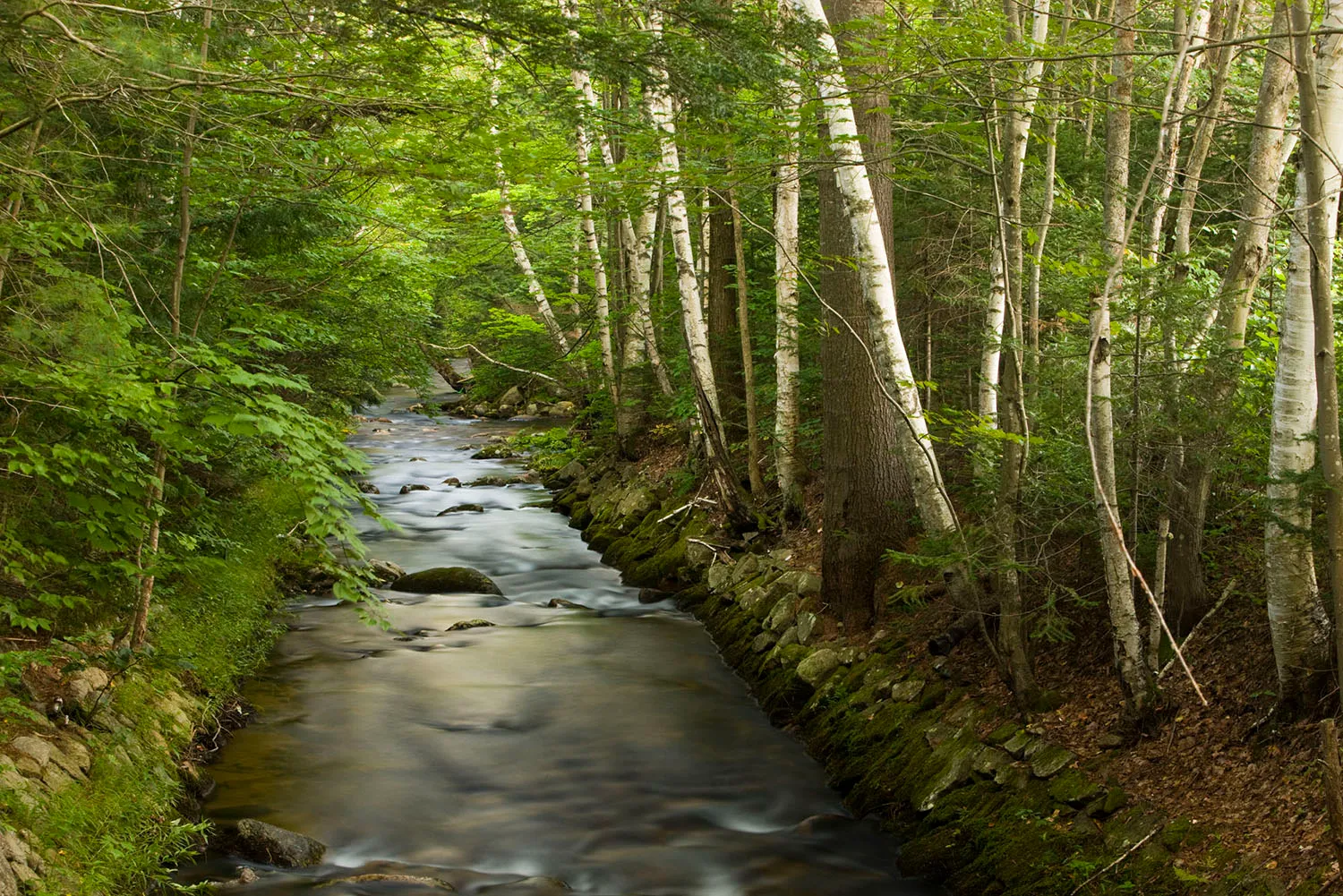 full creek running through a lush green forrest