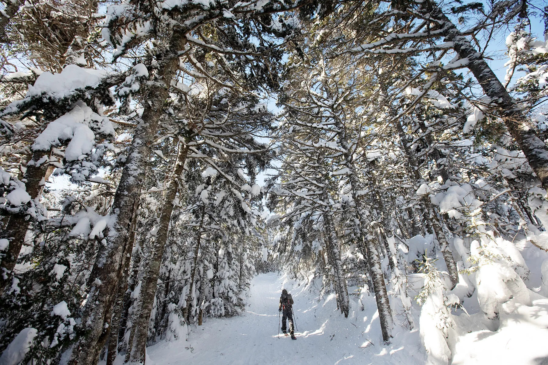 Solo cross country skier skiing on a trail through the trees