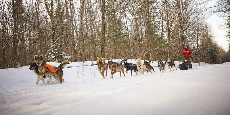 A team of sled dogs pulling a sled with a musher in a red jacket through a snowy forest